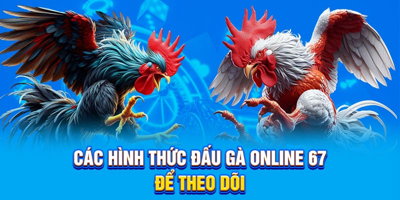Các hình thức đấu gà online 67 để theo dõi