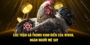 Các Trận Gà Thomo Kinh Điển Của WW88, Ngàn Người Mê Say