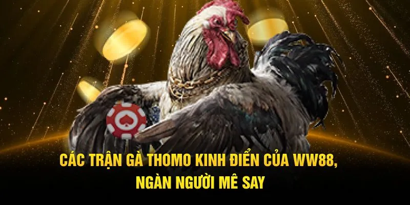 Các Trận Gà Thomo Kinh Điển Của WW88, Ngàn Người Mê Say