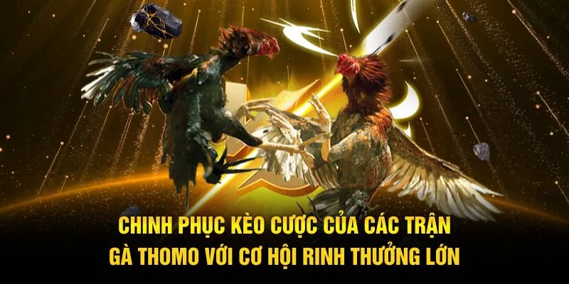 Chinh phục kèo cược của các trận gà Thomo với cơ hội rinh thưởng lớn