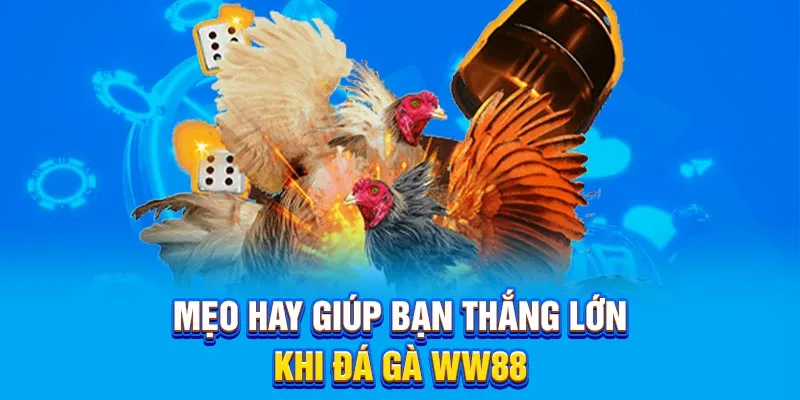 Mẹo hay giúp bạn thắng lớn khi đá gà WW88