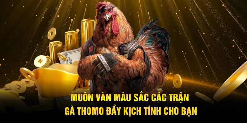 Muôn vàn màu sắc các trận gà Thomo đầy kịch tính cho bạn
