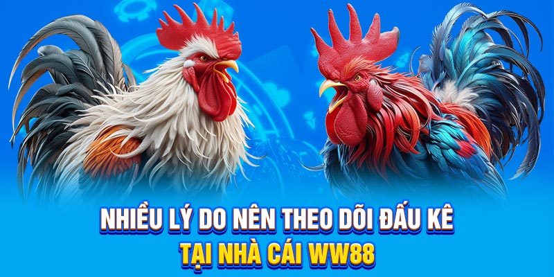 Nhiều lý do nên theo dõi đấu kê tại nhà cái ww88
