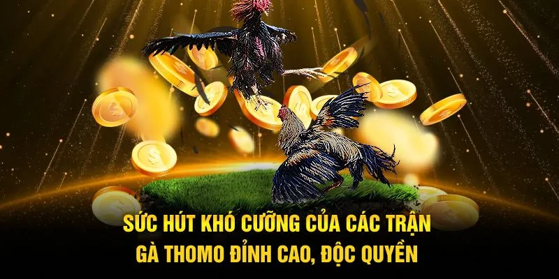 Sức hút khó cưỡng của các trận gà Thomo đỉnh cao, độc quyền